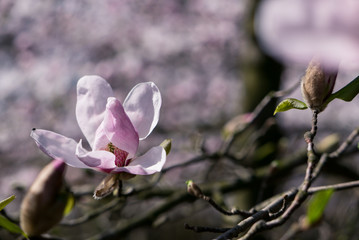 Fototapeta premium Magnolia tree blooming.