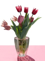pretty tulips at spring