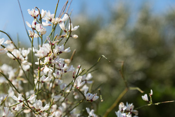 Irus Argaman Reserve in Netanya