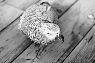 African Grey Parrot