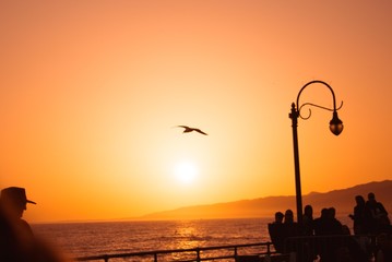 Fototapeta premium Bird at sunset