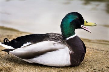 Canard 