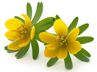 Fototapeta premium Eranthis hyemalis