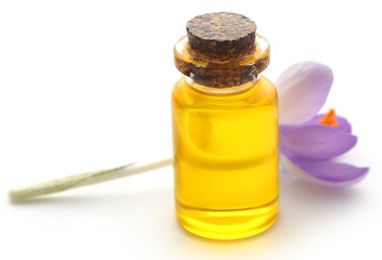 Saffron crocus flower with extract