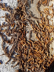 Fondo de semillas sobre el asfalto