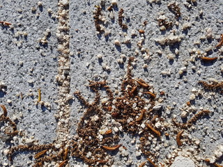 Fondo de semillas sobre el asfalto