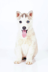 Funny grey and white Siberian Husky puppy with different eyes sitting indoors on a white background