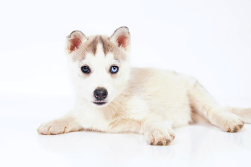 Adorable grey and white Siberian Husky puppy with different eyes lying down indoors on a white background