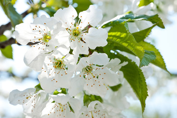 A branch of flowering cherry with blossoming white flowers