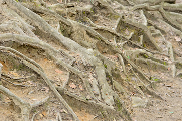 big roots under the tree