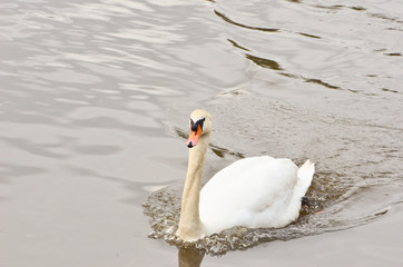 white swan is swimming on lake