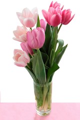 pretty tulips at spring