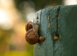 Selective focus of snail family enjoying on wood