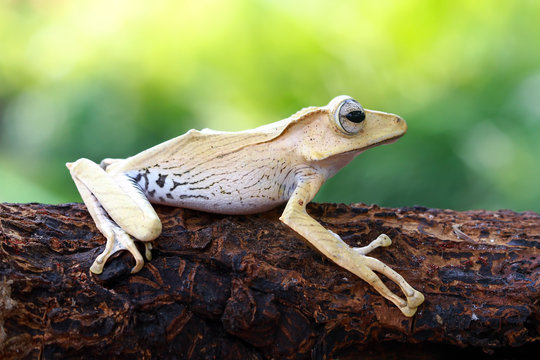 Eared tree frog (polypedates otilophus) on a tree 