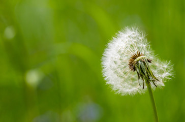Pusteblume auf grüner Wiese

Green field dandelion