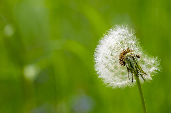 Pusteblume auf gr&uuml;ner Wiese

Green field dandelion