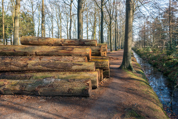 Fototapeta na wymiar Stacked tree trunks waiting for transport to the sawmill