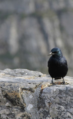 Bird life on Table Mountain 4