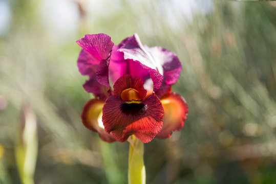 Irus Argaman Reserve in Netanya
