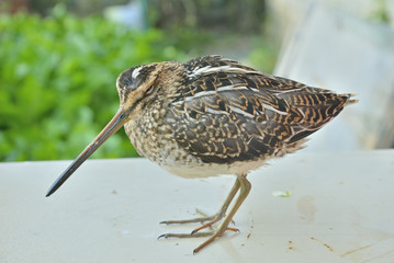 Snipe 10