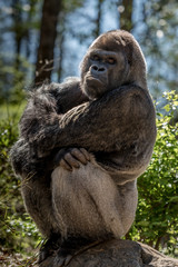 Gorilla Sits on Rock and Stares