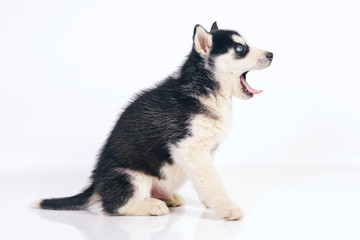 Naklejka na ściany i meble Cute black and white Siberian Husky puppy with different eyes sitting indoors on a white background