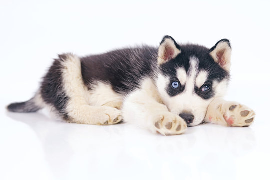 can a siberian husky live in singapore