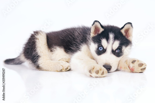 Cute Black And White Siberian Husky Puppy With Different