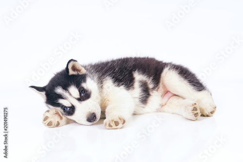Cute Black And White Siberian Husky Puppy With Different