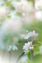 White apple blossoms in springtime