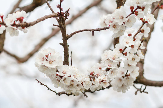 Branch of apricot tree in the period of spring flowering
