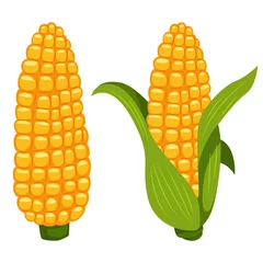 Fotobehang Corn cobs vector cartoon flat icon of sweet vegetable isolated on white background. © Roi_and_Roi