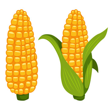 Corn cobs vector cartoon flat icon of sweet vegetable isolated on white background.