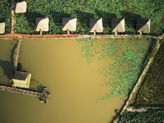 Aerial view of lotus farm