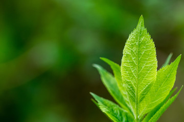 Spring leaves - fresh young spring leaves. Close up