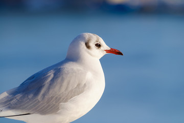 seagull detail
