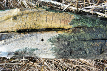 Old cracked burned trunk, gray weathered grass background