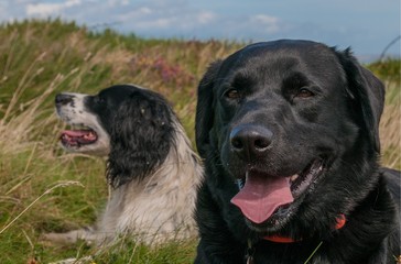 Spaniel And Labrador Panting