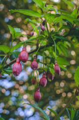 Beautiful Sunlit Hanging Fuschia