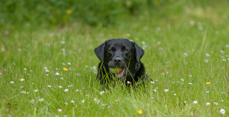 Black Labrador Resting n A Meadow