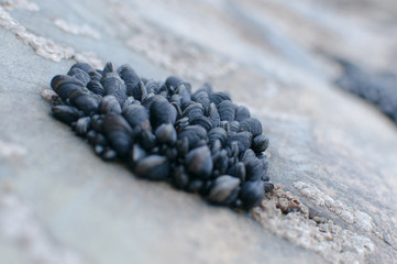 Angled Close-Up of Mussels