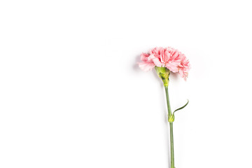 Carnations, happy mother's day, greeting cards © dashu83