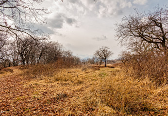 Italian Savannah of Baraggia, view of dry forest, Italy Natural Reserve, Baragge, Candelo