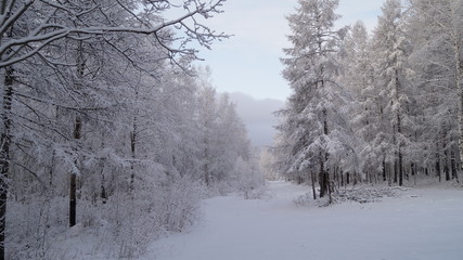 Дорога в зимнем лесу