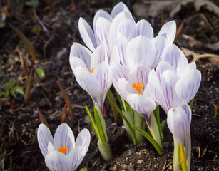 white with purple veins spring flowers crocuses grow in the ground