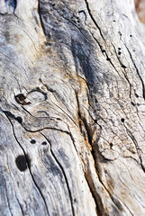 Old cracked tree trunk with holes from termites, gray blurry background, close up detail