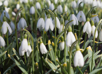 the background of first spring flowers snowdrops