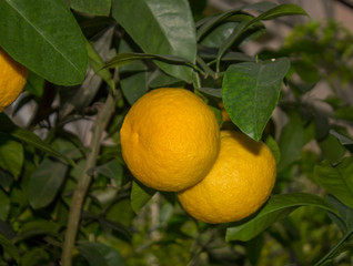fruit orange hanging on a branch of a subtropical plant