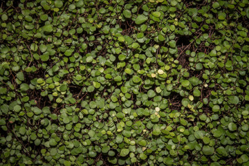 background green small rounded leaves