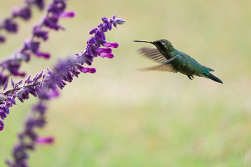 Picaflor comiendo nectar